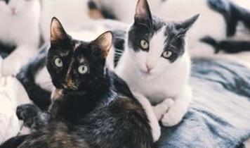 Kedilerle iletişimde jestlerin gücü! Uzmanlar etkili yöntemleri açıkladı