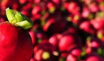 Yiyemiyorsan bahçesinden geç! Karaciğer ve safra dostu: Kansere karşı koruyor