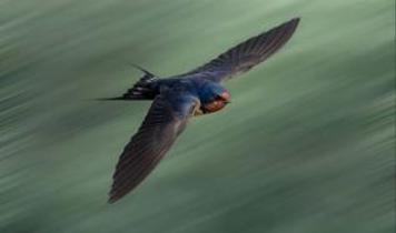 237 tür incelendi! Uçan hayvanlar zamanı iki kat hızlı algılıyor