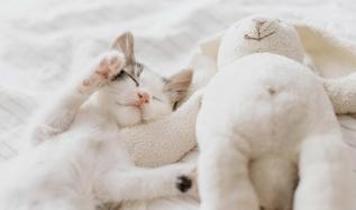 Doğada uyumadan yaşayan hayvan var mı? Şaşırtan araştırma