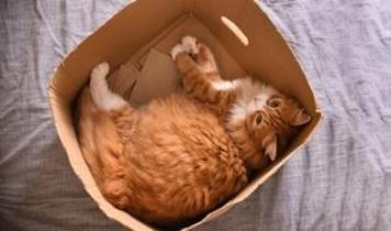 Kedilerin kutuya ilgisi bilimsel olarak çözüldü! 5 temel sebep