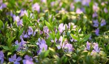 Bahçe uzmanlarından hızlı büyüyen zemin kaplama bitkileriyle etkili sonuçlar