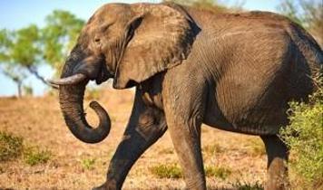 Hindistan'da filler için acil yardım kamyonu hizmete girdi