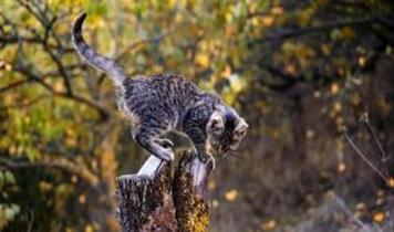 Bilim insanları kedilerin düşüşteki hayatta kalma sırrını çözdü