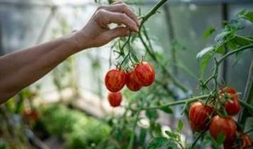 Diyetisyenlerden sağlıklı beslenme çağrısı! Mevsim dışı meyveden uzak durun