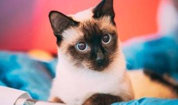 Kediler insanların konuşmasını gerçekten anlıyor mu?