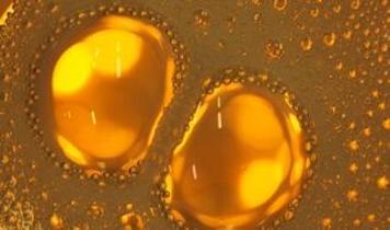 Bilim insanlarından yağ hücreleriyle obeziteye karşı yeni umut