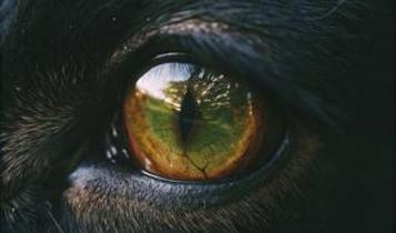 Hayvanların gözünden dünya! Kamera teknolojisinde devrim