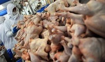 Tavuk eti üretimi ocakta yıllık bazda yüzde 2,4 arttı