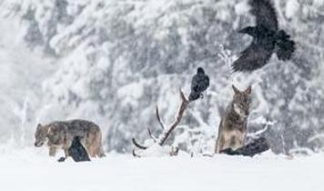 Doğadaki ilginç iş birliği! Kuzgunlar neden kurtların peşinden gidiyor?