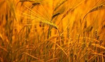 Araştırma ortaya koydu! Bitkiler zor şartlarda büyümeyi askıya alıyor