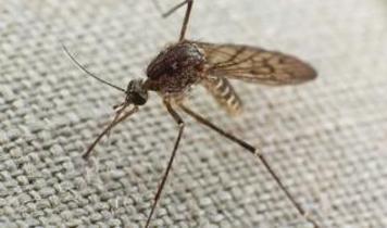 Doğanın savunma sistemi! Sivrisinekler bu bitki kokusundan kaçıyor