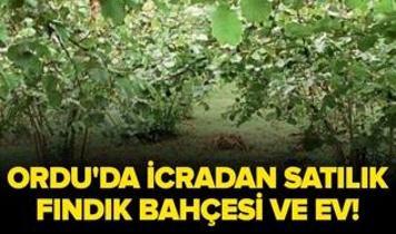 Ordu Perşembe'de icradan satılık fındık bahçesi ve ev!