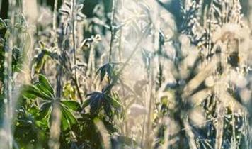 Bilim insanları bitkilerin nefesini ilk kez görüntüledi