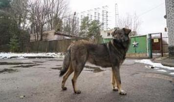 Çernobil'deki köpeklerin DNA'sı bilim dünyasını şaşırttı