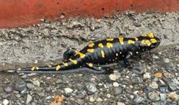 Hatay'da ortaya çıktı: Nesli tükenme tehlikesi altında