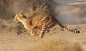 Doğanın hız mucizesi! Çita nasıl saatte 113 km'ye ulaşıyor?