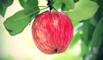 Genetikçilerden elma üretiminde iklim değişikliğine karşı kritik adım