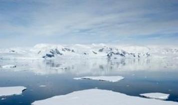 Antarktika'da böcekler zorlu kışa nasıl direniyor?