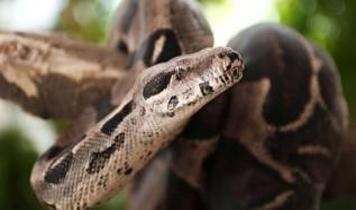 Pitonlarının sırrıyla zayıflama ilaçlarında yeni dönem başlıyor