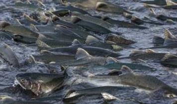 Balıklar yok oluyor! BM raporu ortaya çıktı