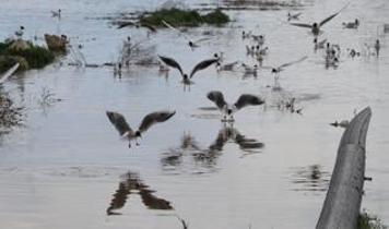 Çekerek Sürayyabey Barajı'nda doluluk oranı geçen yıla göre iki kat arttı