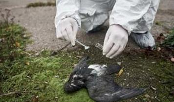 Kuş gribi haritası dünyada alarm veriyor! ABD, Çin ve Avrupa risk altında