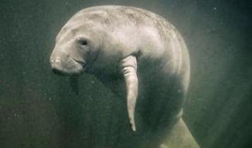 Rekor kıran deniz ineği! Romeo'nun sırrı bilim insanlarını bile şaşırttı!