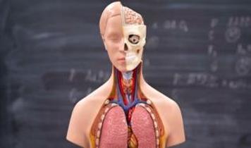 İnsan anatomisi yeniden yazılıyor! Yüzyıllardır inceleniyor ama...