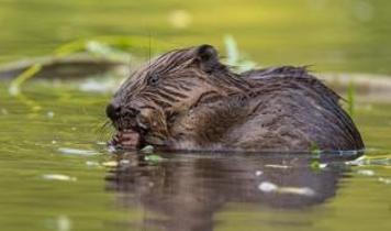 Bu hayvanlar doğayı değiştirerek karbonu toprağa hapsediyor
