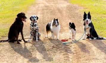 Köpeklerin şaşırtan müzikal yeteneği! Bazı ırklar tonları takip edebiliyor