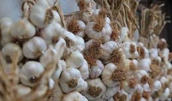 Sarımsağın içindeki vitaminler bağışıklığı güçlendiriyor