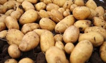Patates hangi ilde meşhur? Üretiminde öne çıkan iller