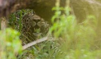 Yağmur ormanında sürpriz karşılaşma! Anne ve yavrular ilk kez görüntülendi