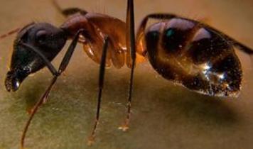 Mutfakta karınca istilasına son! Çözüm sandığınızdan çok daha basit