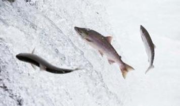 Şelaleleri tırmanan balıkların gizemi çözüldü