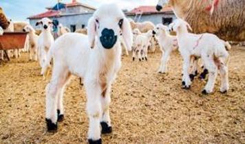 Devletten küçükbaş yetiştiriciliğine güçlü teşvik