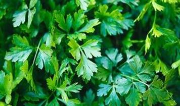 Maydanozun temel faydaları nelerdir?