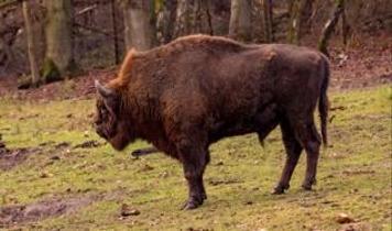 Avrupa bizonu mucizesi! Yılda 84,000 aracın karbonunu temizliyorlar