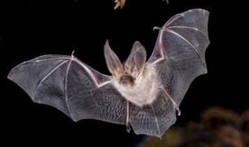 Gece evinizin üstünde yarasa mı var! Bu aslında neyin işareti?