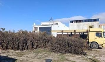 Muğla'nın Marmaris ilçesinde kuru gevenler ekonomiye kazandırılıyor