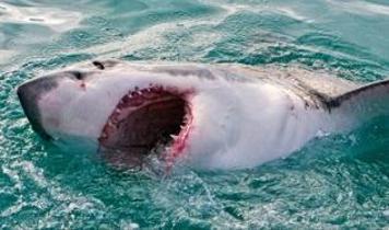 Oltasına köpekbalığı takıldı! Genç adam hiç düşünmeden denize atladı