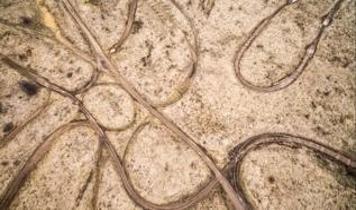 Sessiz tehlike! 10 yıl belirti vermeyen parazit yayılıyor