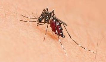 Sivrisinek kabusu bitiyor mu? Zehirsiz yöntem bulundu