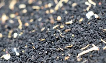 Çörek otu yağı ile bağışıklıkta yeni dönem