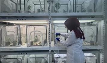 Kahverengi kokarcaya karşı samuray arısı kullanılacak