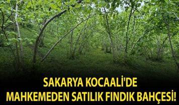Sakarya Kocaali'de mahkemeden satılık fındık bahçesi!