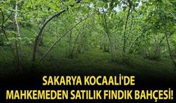 Sakarya Kocaali'de mahkemeden satılık fındık bahçesi!