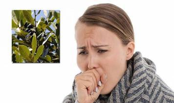 Doğal yöntemle öksürükten kurtulun: Defne yaprağı mucizesi öne çıktı