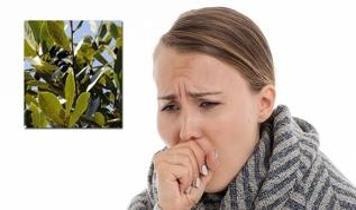 Doğal yöntemle öksürükten kurtulun: Defne yaprağı mucizesi öne çıktı